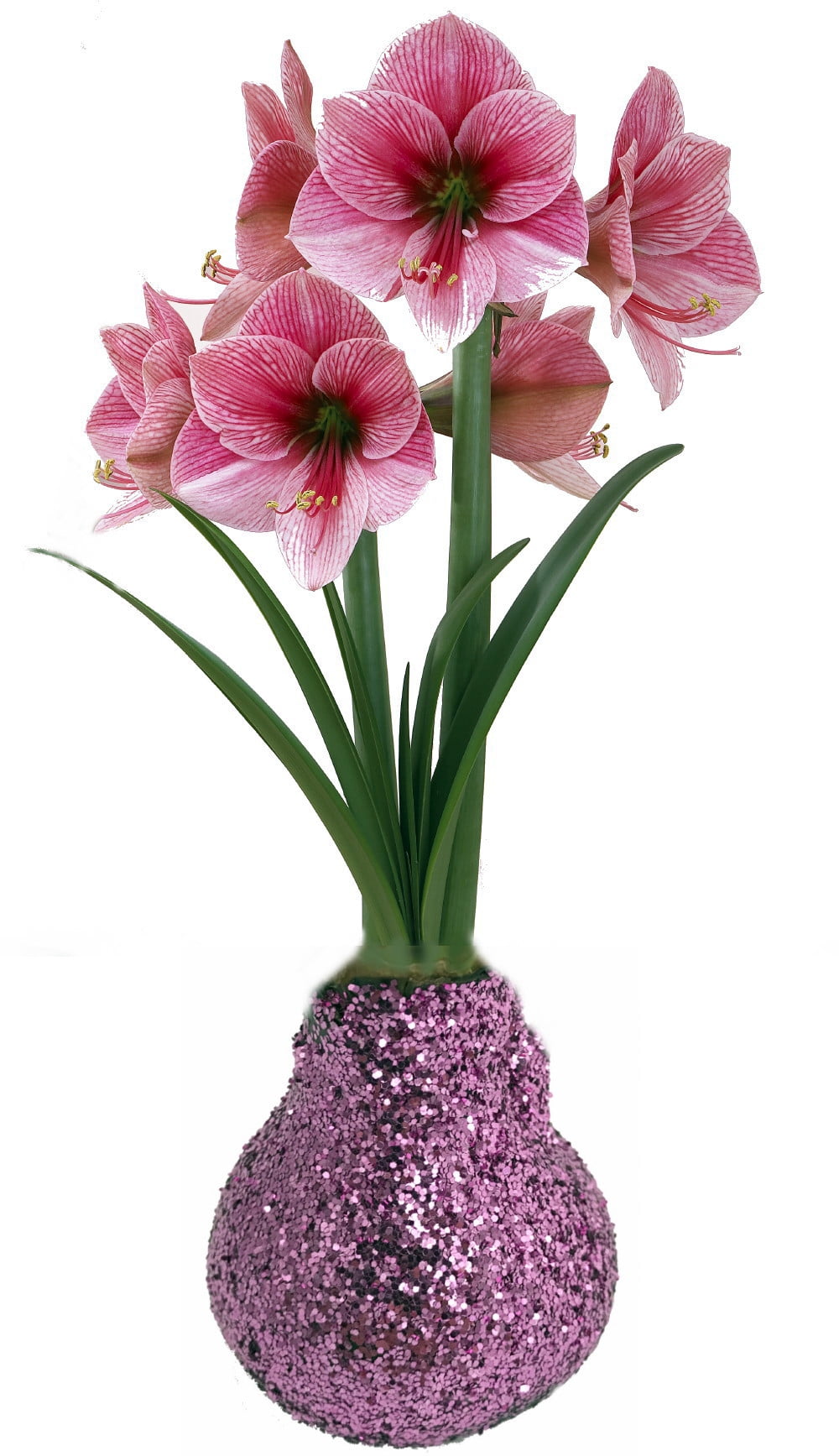 How To Grow A Waxed Amaryllis Bulb Magenta Glitter Dipped Waxed Amaryllis Bulb - Immediate Shipping/Holiday  Blooms - Walmart.com