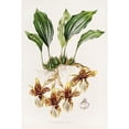 thumbnail image 2 of James Bateman 11x14 Black Ornate Wood Framed Double Matted Museum Art Print Titled: Stanhopea Tigrina (1837-1843), 2 of 5