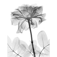 thumbnail image 2 of Koetsier, Albert 25x32 White Modern Wood Framed Museum Art Print Titled - Rose Dynasty 2, 2 of 4