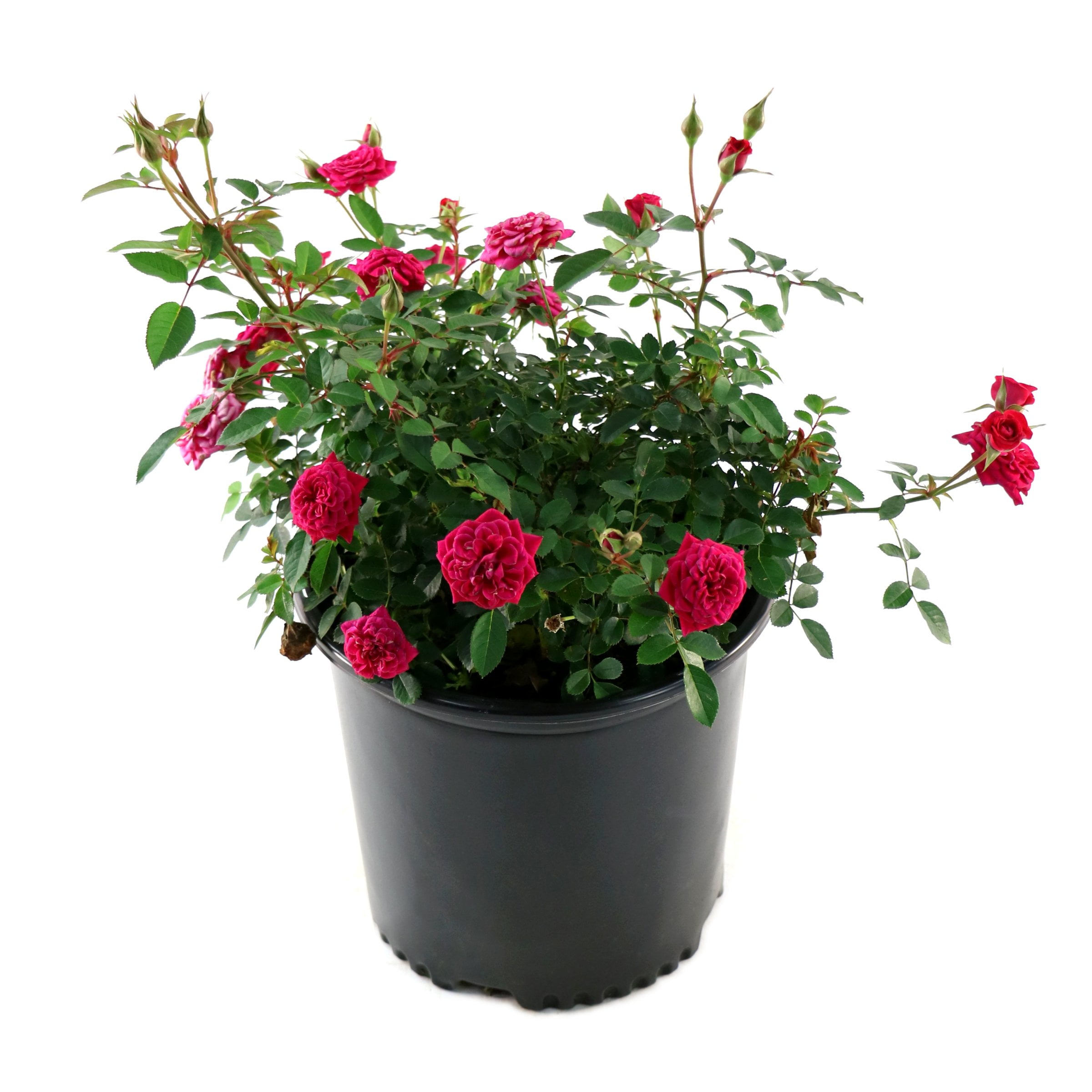 2 gal. Sunblaze Watermelon Rose with Red Flowers