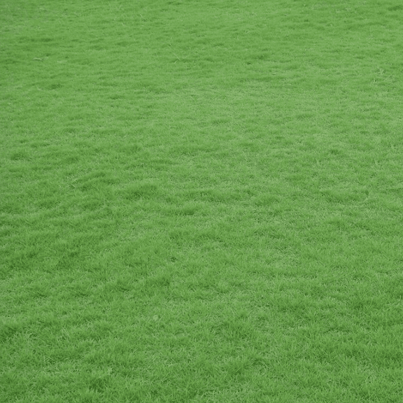 20.000 Zoysia Emerald Grass Seeds for Lawn, Zoysia Grass Lawngrass Seeds Emerald Zoysia Ornamental Grasses Seed