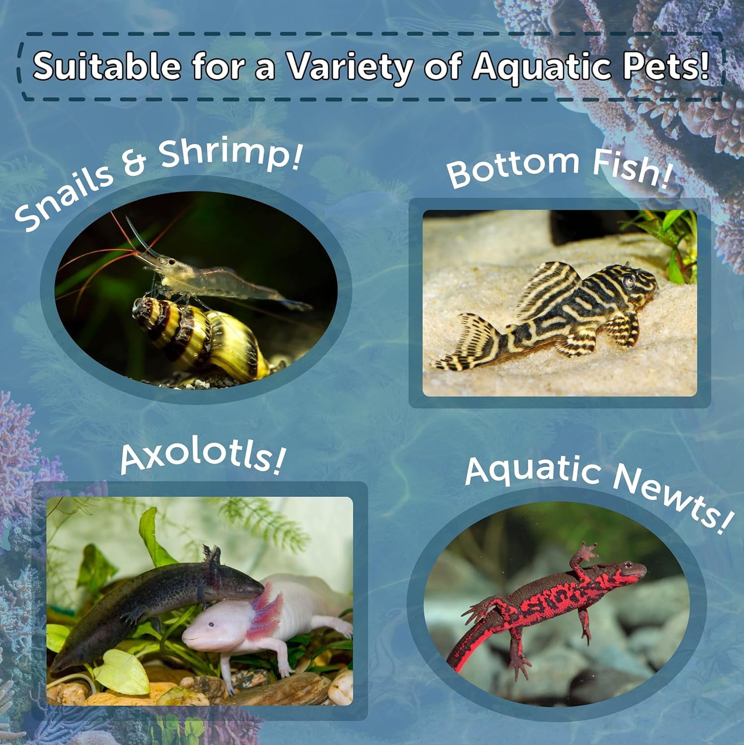 Axolotl Food 3/16" Soft Moist Sinking Pellets for Axolotl, Snails, Shrimp, Catfish, ALL Bottom Fish, Blackworm Pellets Included 1-lb 7oz Canister