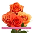 thumbnail image 3 of Two Dozen Orange Roses- Beautiful Fresh Flowers Bouquet- Express Delivery, 3 of 5