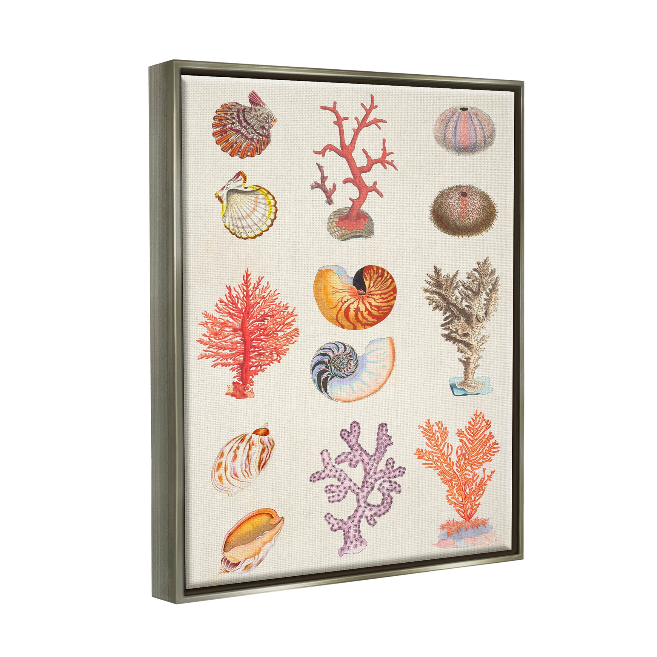 Stupell Industries Various Sea Life Nautical Latin Study Graphic Art Luster Gray Floating Framed Canvas Print Wall Art, Design by Vision Studio