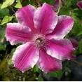 Clematis Carnaby Live Plant in a 4 Inch Growers Pot Clematis