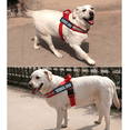 thumbnail image 5 of Los collares de nailon, rellenos internamente de neopreno, transmiten lo que tu perro necesita para prevenir accidentes., 5 of 5