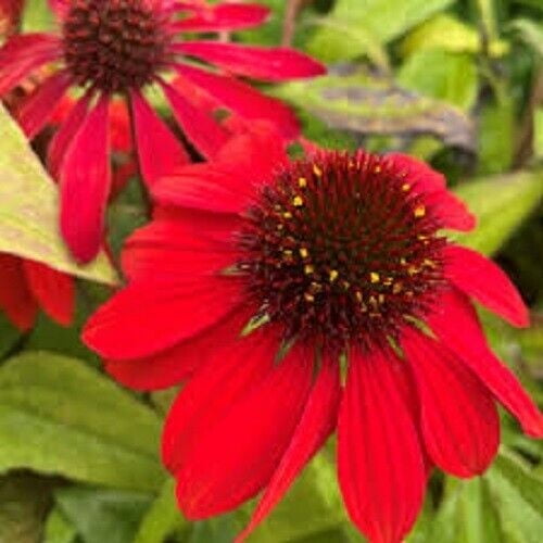 50 Sangrita Coneflower Seeds, Echinacea Purpurea Perennial Flower Seeds
