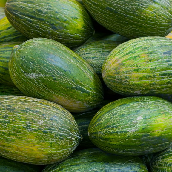 Melon Seeds - Valencia Late - 3 g Packet ~90 Seeds - Cucumis melo - Farm & Garden Vegetable / Fruit Seeds - Non-GMO, Heirloom, Open Pollinated, Annual