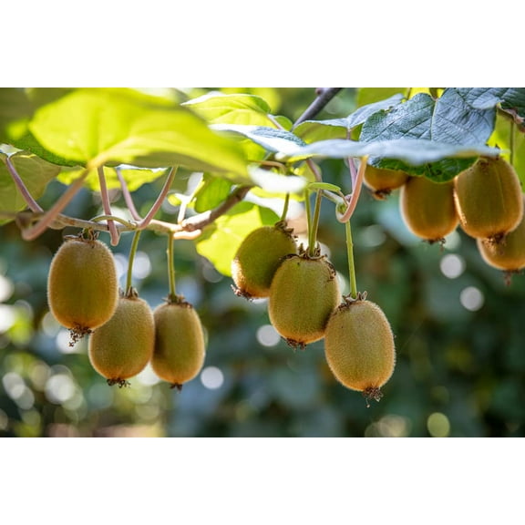 CZ Grain 50 Actinidia Deliciosa Kiwifruit Plant Seeds