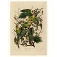 thumbnail image 3 of Audubon, John James 14x18 Black Modern Framed Museum Art Print Titled - Carolina Parrot, 3 of 5