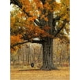 thumbnail image 2 of Head, Danny 25x32 White Modern Wood Framed Museum Art Print Titled - Tree Swing, 2 of 4
