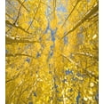 thumbnail image 3 of Yellow and Blue Duvet Cover Set, Looking Skyward Amongst the Patch of Sun-lit Aspen Trees in Autumn Life Print, Decorative 2 Piece Bedding Set with 1 Pillow Shams, Twin Size, Yellow, by Ambesonne, 3 of 3