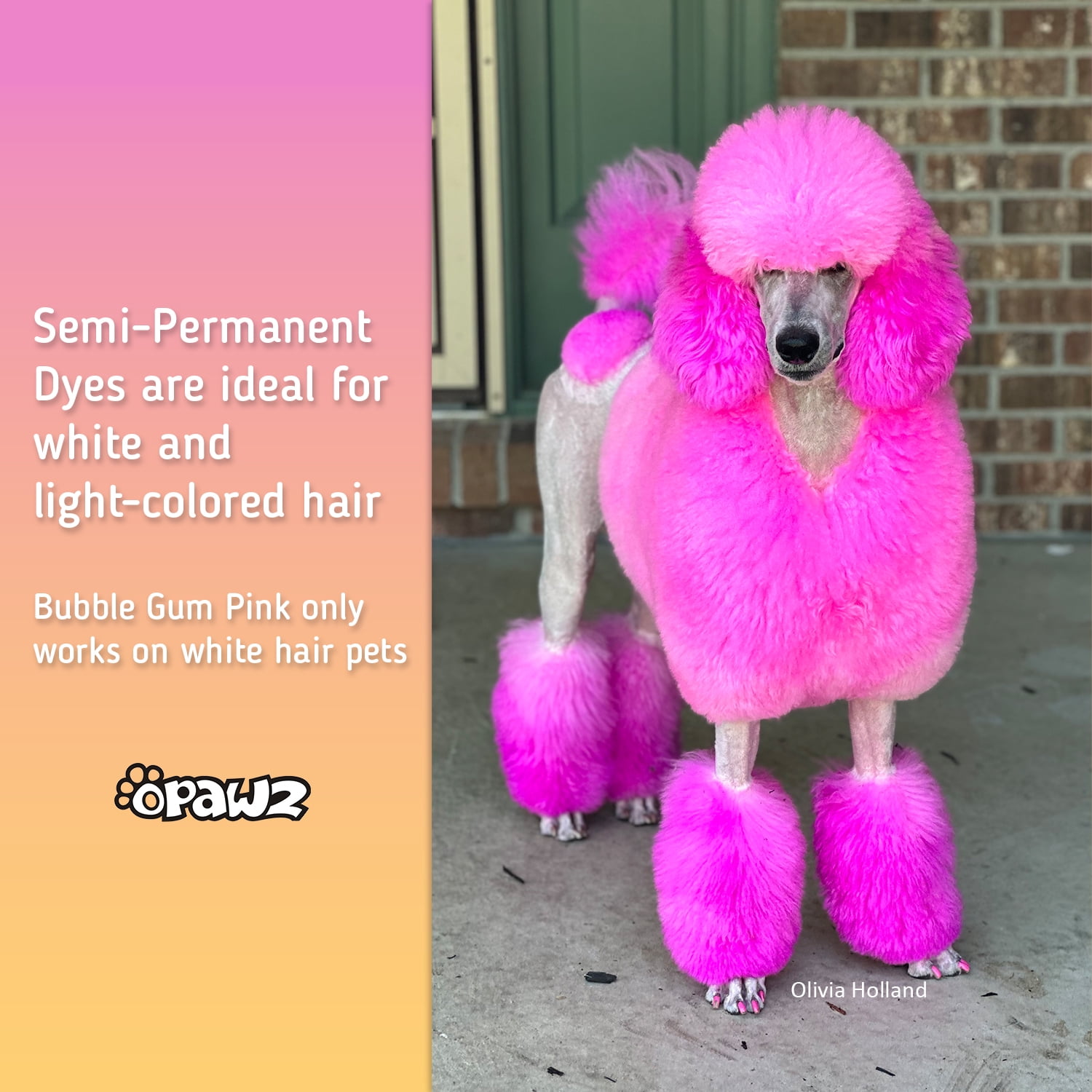 Creative Grooming Pink Poodle Pet Salon Dog Art Grooming Creative