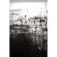 thumbnail image 2 of Coastal Grass II Poster Print by Erin Berzel (24 x 36), 2 of 2