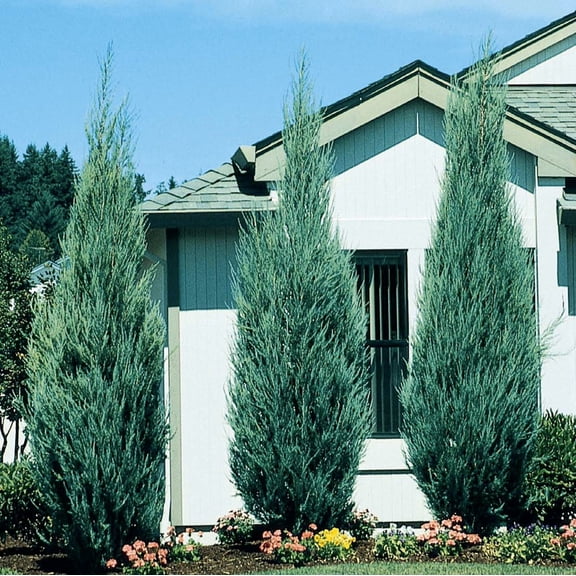Sky Rocket Blue Juniper Tree - Live Plant - ( 2.5 QT ) - Evergreen - Full Sun