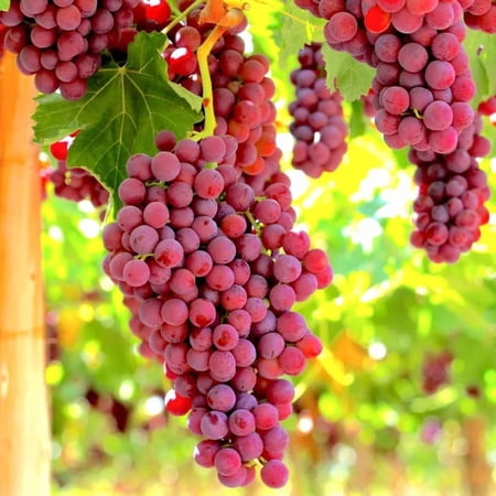 3 Climbing Red Grape Vine Trees Live Plants for Trellis, Cold Hardy Vine Sweet Grape 5-9" Tall, Wrapped in Soil