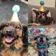 thumbnail image 3 of Gorro de cumpleaños para mascotas (gato o perro), gorro de fiesta adorable con lazo y cordón ajustable., 3 of 5