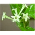 thumbnail image 3 of Daylily Nursery 4' Night Blooming Jasmine Live Plants in 4" Pots, 3 of 6