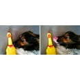 thumbnail image 4 of SHAR 7.5×33CM Durable Four Legged Squeaky Chicken Rubber Chicken Dog Dog Toy, 4 of 5