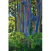 50 Rainbow Eucalyptus Seeds Tree Flower Perennial Flowers Seed 1348
