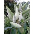 thumbnail image 4 of 20 Graines d'Asclépiade Verte Asclepias Viridis Pourpre Blanc Monarque Fleur Graines, 4 of 4