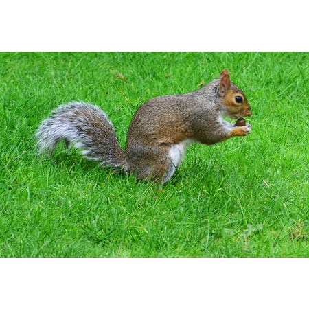 Playful Squirrels - LAMINATED POSTER Grey Squirrel Squirrel Mammal Rodent Animal Poster Print 24 x 36