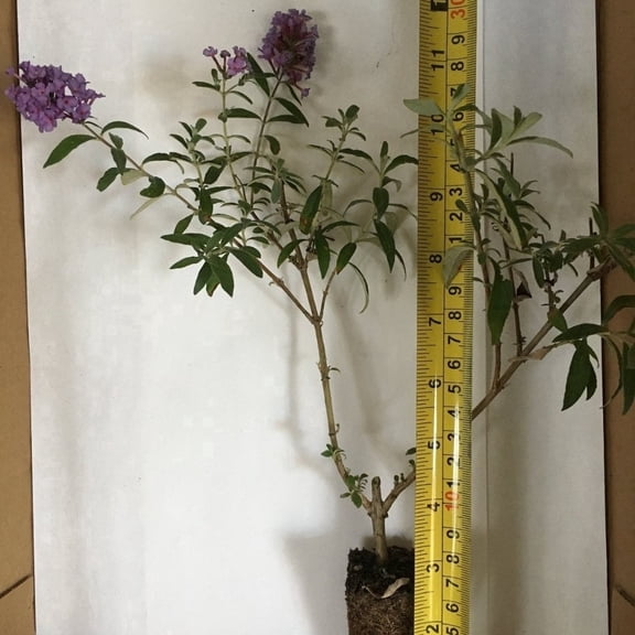 Buddleia Nanho Blue Butterfly Bush Live Starter Plant (1 Plant) ā Less Than 12 Inches Tall
