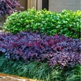 thumbnail image 4 of 3 gal Loropetalum Purple Daydream Live Shrub with Pink Flowers, 4 of 6