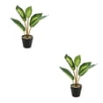 thumbnail image 3 of Wosthever Planta en maceta de tortuga realista, hojas artificiales para sala de estar, dormitorio, sin riego JH5476 JH5476 2piezas, 3 of 6
