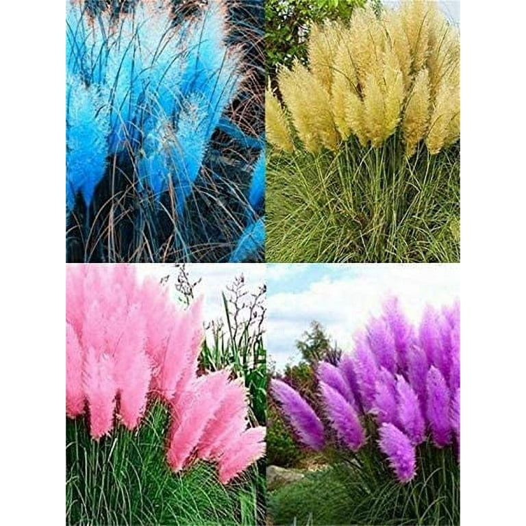  100+ Pcs Pampas Mix Color Grass Seeds Cortaderia selloana  Seeds Rare Plants Decor Garden : Patio, Lawn & Garden