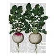 thumbnail image 2 of Fab Funky 20x24 White Modern Wood Framed Museum Art Print Titled - Radishes Print, 2 of 4