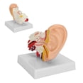 thumbnail image 5 of Modelo de Anatomía del Oído Humano Ecomeon PVC, 5 of 5