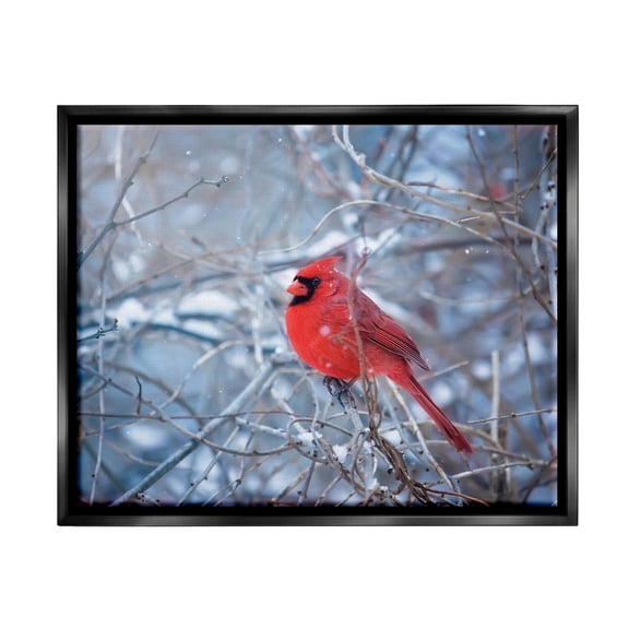 Stupell Industries Cardinal in Winter Branches Animals & Insects Photography Black Floater Framed Art Print Wall Art, 21 x 17