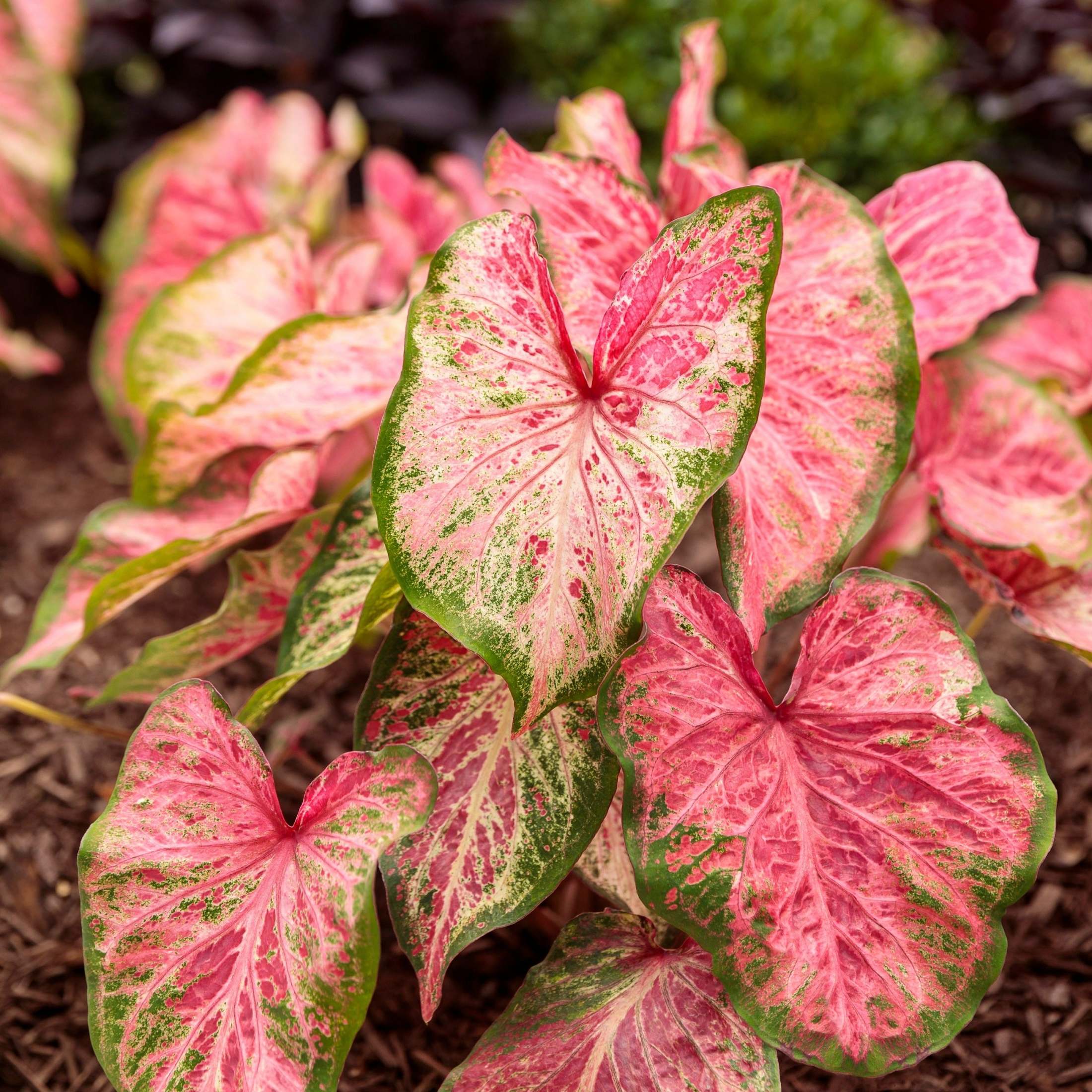 Proven Winners 5" Multicolor Heart to Heart 'Blushing Bride' Sun or Shade Caladium Live Plant in 4.5" Pot