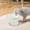 A001- White (With Light), variant on Smart Pet Water Fountain, 8X7X8 Inch Blue Automatic Cat Water Fountain with Small Water Pump and Built in Water Filter for Small Cats and Small Dogs, 1 Pack