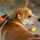 thumbnail image 5 of Peine para pulgas y herramienta para quitar garrapatas para mascotas Cepillo de aseo para perros/gatos Peine para quitar pulgas de acero inoxidable con mango ergonómico, 5 of 5
