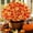 5fall+5sunset+6yellow, variant on 24 Bundles Realistic Fake Flowers for Outdoors, No Fade Faux Silk Flowers & Artificial Plants Lavender, for Garden Patio Porch Decor, Window Box, Hanging Basket, Planter, Grave Decorations