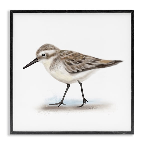 Stupell Industries Traditional Nautical Sandpiper Bird on Sand Speckled Feathers Black Framed Giclee Art, 12 x 12, by Studio Q