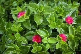 Baby Sun Rose  10 Live Plants  Aptenia Cordifolia  Ground Cover Succulent  Easy Care Indoor Outdoor