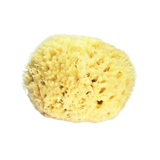 Sea Hair Sponge 3.0-3.5 pulgadas (grande) Bath & Shower Express ¡Recurso natural renovable! Ormromra CZMR-ST210