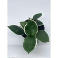 thumbnail image 5 of Variegated Hoya Carnosa Krimson Queen 4" Potted Starter, Honeyplant Waxplant Porcelain Flower, 5 of 8