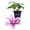 1 Plant, variant on Clematis Poseidon - Live Starter Plant in a 2 Inch Growers Pot - Starter Plants Ready for The Garden - Rare Clematis for Collectors