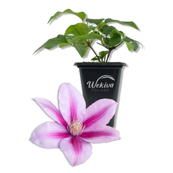 Clematis Poseidon - Live Starter Plant in a 2 Inch Growers Pot - Starter Plants Ready for The Garden - Rare Clematis for Collectors