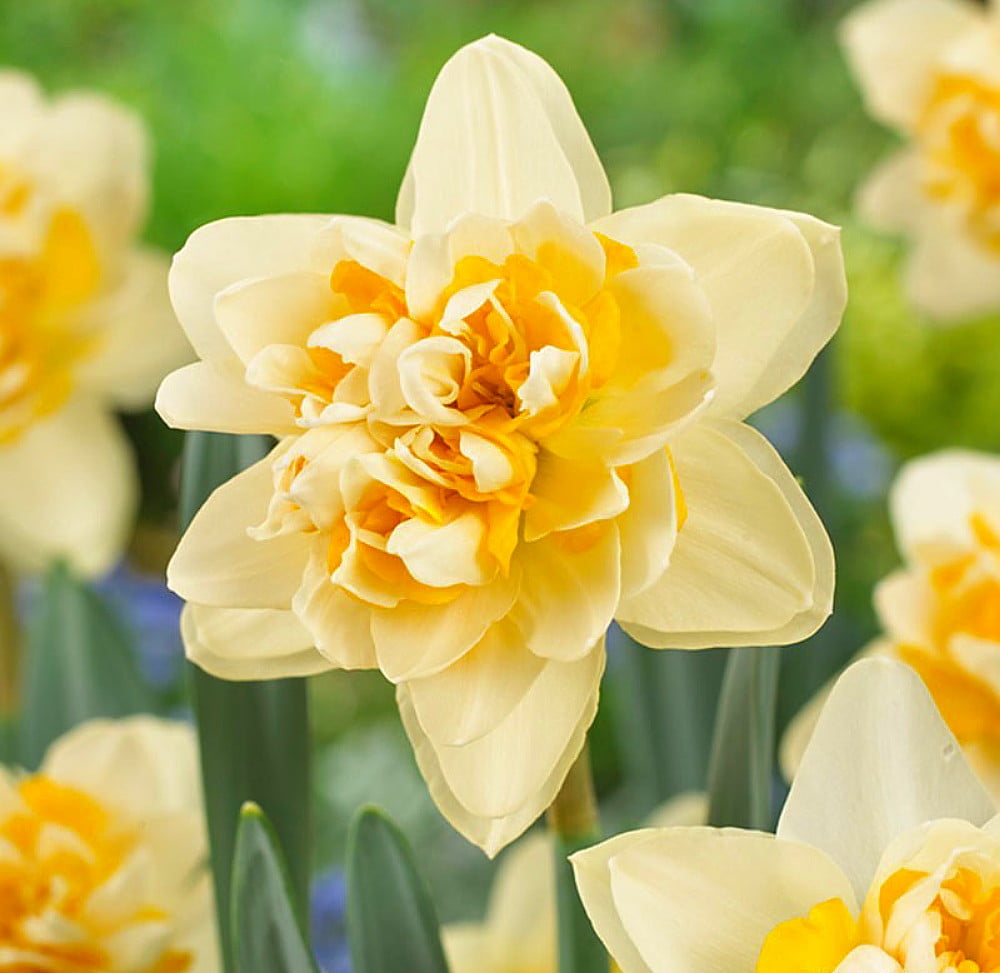 Peach Cobbler Double Daffodil/Narcissus 5 Bulbs Deer Proof 14/16 cm