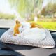 thumbnail image 4 of Adorno de coche para gatos con sonido de miau: desodorizante de carbón activado para vehículos, escritorios y decoración del hogar, 4 of 6