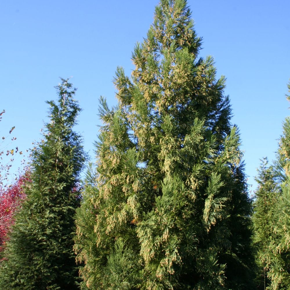 Expert Gardener 3-4 ft tall Yoshino Cryptomeria Live Tree in 7-Gallon Grower Pot