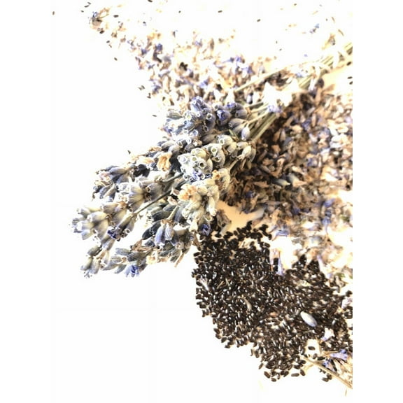 Smoke Camp CRAFTS 100 Lavender Plant Seeds, Edible Herb, Pollinator Plant Easy-to-Grow