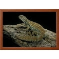thumbnail image 2 of Uromastyx Ornata Ornate Mastigure, Ornate Dabb Lizard, Framed Art Print Wall Art by Paul Starosta Sold by ArtCom, 2 of 6