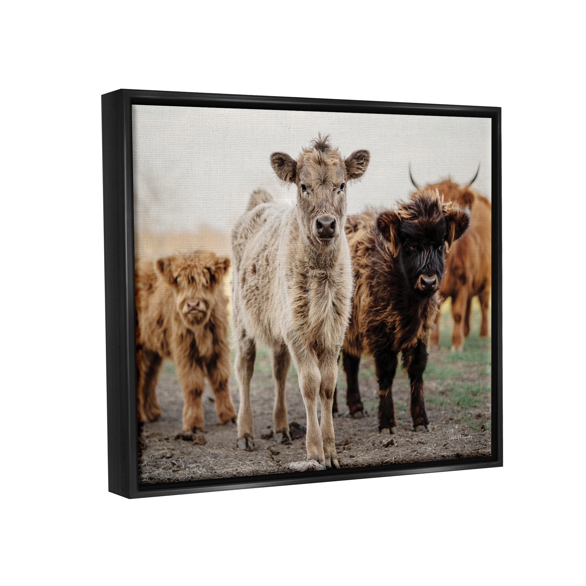 Stupell Industries Baby Calves on Farm Animals & Insects Photography Black Floater Framed Art Print Wall Art, 21 x 17