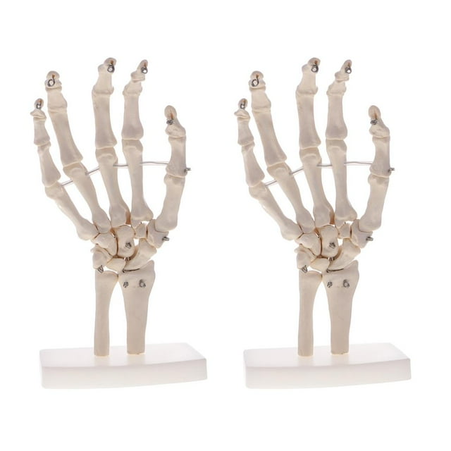 Modelo de de Articulación de Tamaño 2 Piezas en para Suministros de Laboratorio de Exhibición de Enseñanza perfke Estatua de esqueleto de mano